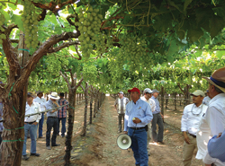 107a-MexGrapes-Summit