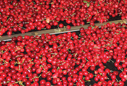 11-CalCherries-FlavorTree