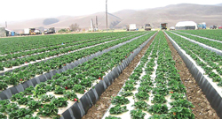 20-SoCalStraw-Naturipe-Var1