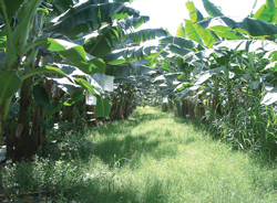 Healthy-organic-banana-plan