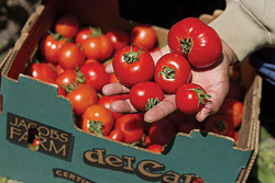JF EarlyGirlsFarmerHands2