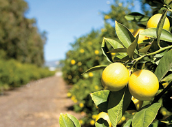 Limo-013-Meyer-Lemon-Tree