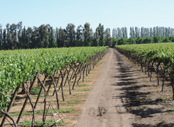 NWFT-Vineyard-2-