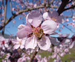 peach-blossom