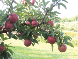 red-delicious-ready-3221