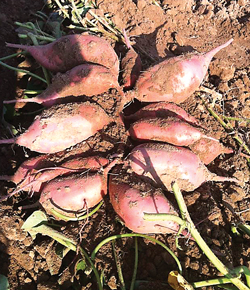 taterman23