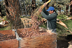 007-DateNut-CalDate-Harvest