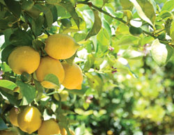 08-CalCitrus-Limoneira-Lemons