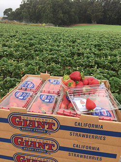 102-FallBerries-CalGiant-Strawberries