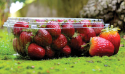 2-lb-8-Down-Strawberry