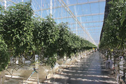 Amado-greenhouse