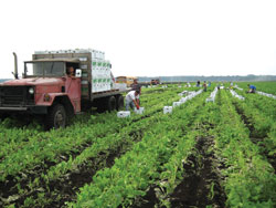 Buurma-curly-mustard-harvest