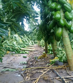 Colima-papayas-3s