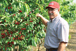 Dennis-Gogna-with-young-cherries