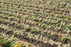 Early-harvest3