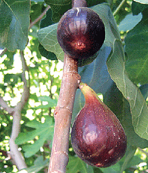 Figs