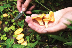 Foraging-Chanterelles-1