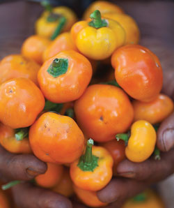 Fruit471