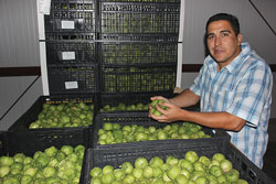 Higueral-tomatillos