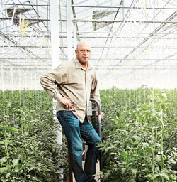 Houwelings-tomatoes-Casey