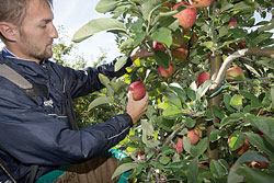 New-Zealand-Envy-harvest