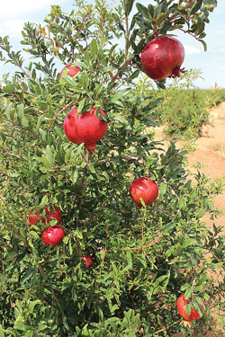 Smith-tree