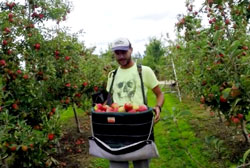 applesapples