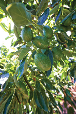 index-fresh-mex-avocados