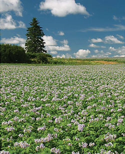 maine-potato-pic-field-5