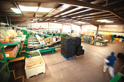 mcdanielpackinghouse