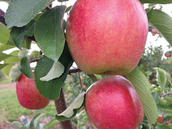 photo-3