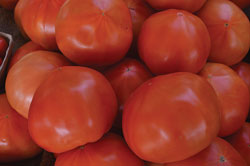 tomatoes-9