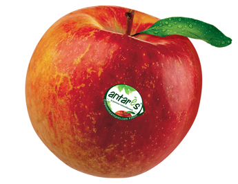 Antares Apple