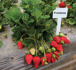 Fronteras-variety