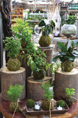 KOKEDAMA-2