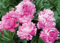 PEONY-