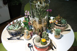 PLANTS