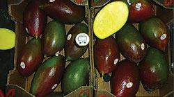 vision-01-kiss-mangos