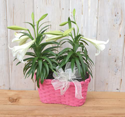 EASTER-LILY-DUO