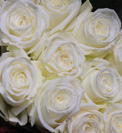 WHITE-ROSE