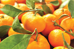 coldcuptangerines